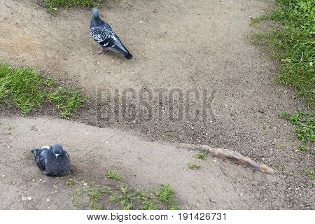 Two Doves On The Ground.