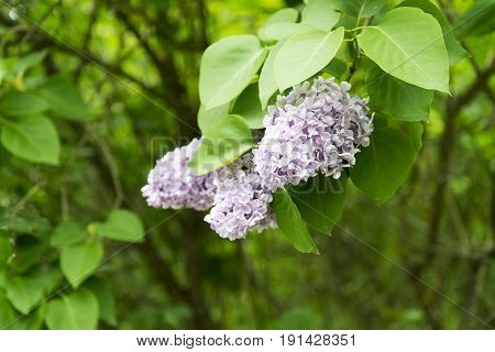 Lilac Flowers In The Garden