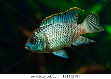 Nannacara. Blue aquarium fish on a background of algae. Cichlids.