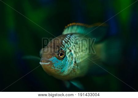 Nannacara. Blue aquarium fish on a background of algae. Cichlids.