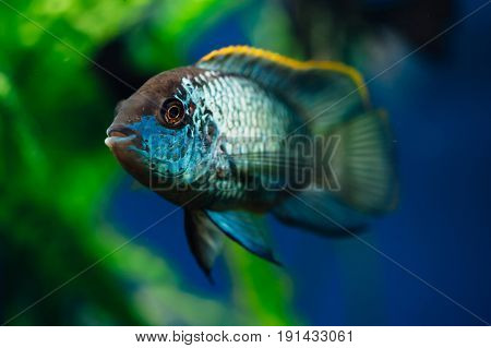 Nannacara. Blue aquarium fish on a background of algae. Cichlids.