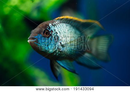 Nannacara. Blue aquarium fish on a background of algae. Cichlids.