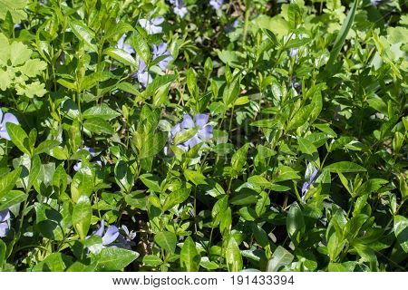 Young Lush Glossy Green Leaves Of Periwinkle In Spring