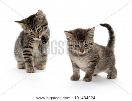 Cute Tabby On White