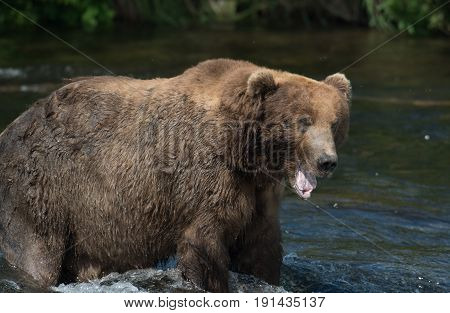 Alaskan Brown Bear On Falls