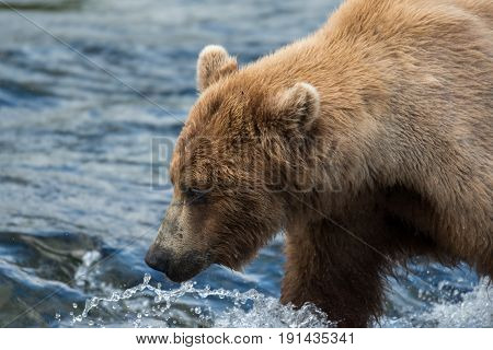 Large Alaskan Brown Bear