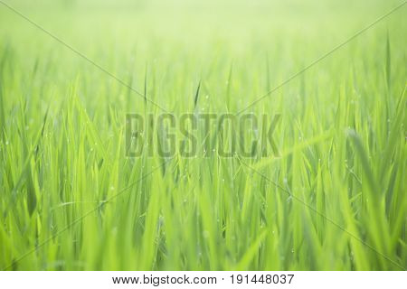 Green rice leaf in the morning at rice field
