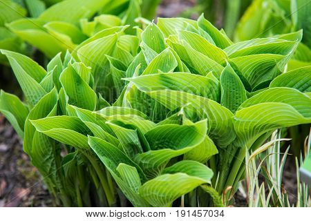 Close Up On Hosta Sieboldiana Green Leafs