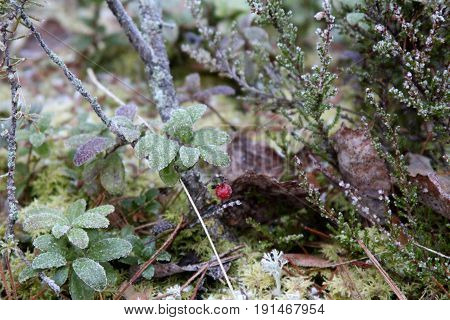 snowy red berries in сold winter forest