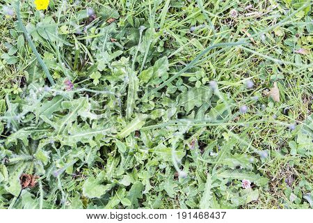 Weeds parasites pests dandelion in lawn grass before herbicide weedkiller weed whacker