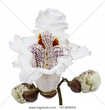 Flower Of Tree Catalpa, Lat. Catalpa Speciosa, Isolated On White Background