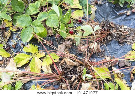 Weeds parasites pests dandelion in strawberry plants before herbicide weedkiller weed whacker
