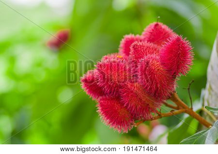 Achiote plant or Annatto plant seeds from these spiny red pods are used for flavoring and natural color, also used for face painting, from the amazon rainforest in Cuyabeno National Park, Ecuador.