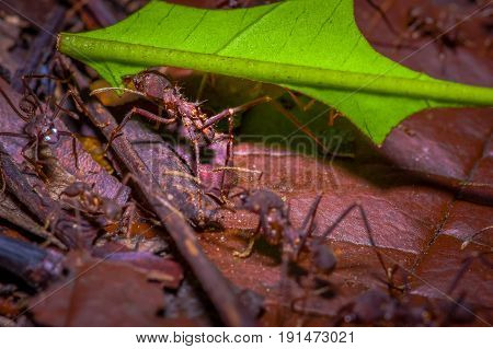 Small red ants cutting tree leafs, on the ground inside the forest in Cuyabeno National Park, in Ecuador.