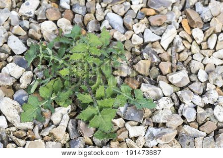 Weeds parasites pests dandelion grass in gravel before herbicide weedkiller weed whacker