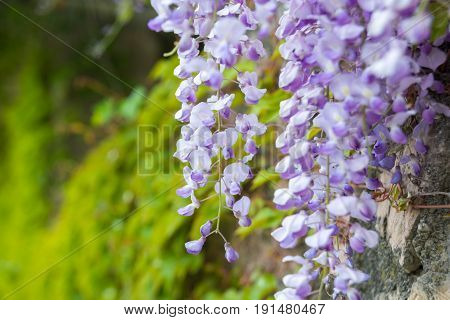 Chinese Wisteria and violet Wisteria Floribunda Macrobotrys