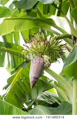 Banana Tree With Banana Blossom,  fresh banana blossom