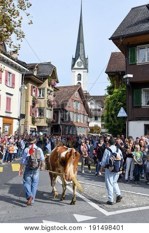 Farmers With A Herd Of Cows On The Annual Transhumance