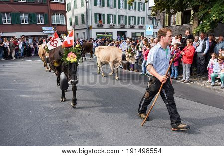 Farmers With A Herd Of Cows On The Annual Transhumance