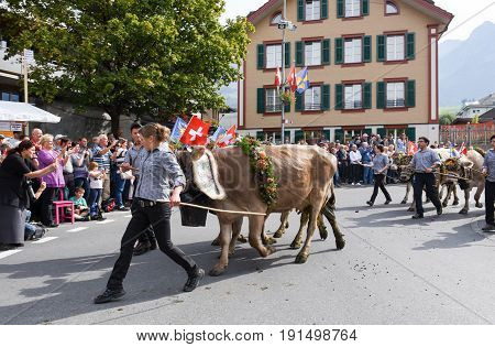Farmers With A Herd Of Cows On The Annual Transhumance