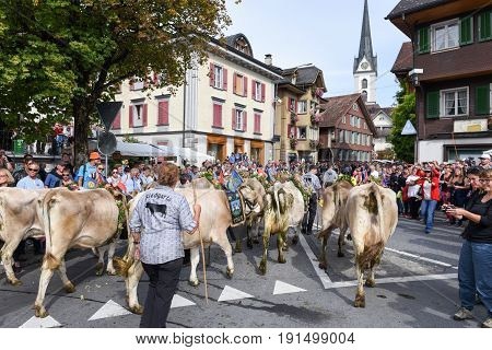 Farmers With A Herd Of Cows On The Annual Transhumance