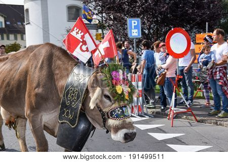 Cow Decorated With Flowers And Flags