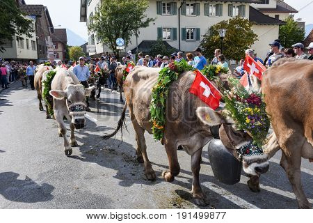 Farmers With A Herd Of Cows On The Annual Transhumance