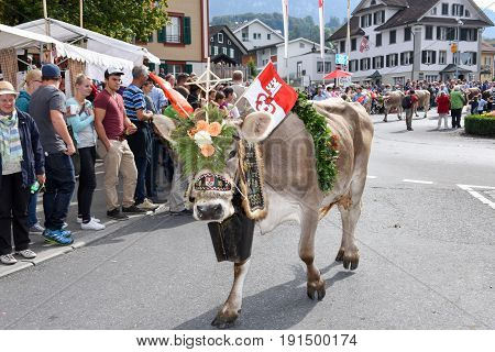 Farmers With A Herd Of Cows On The Annual Transhumance