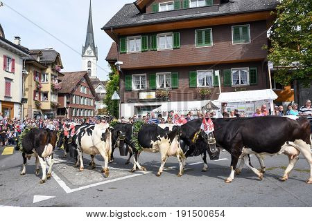Farmers With A Herd Of Cows On The Annual Transhumance
