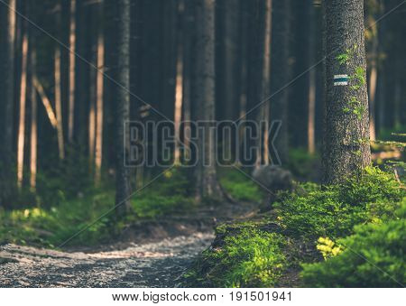 Deep Forest Trailhead. Hiking Scenic Forest Landscape.