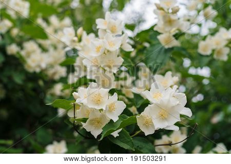Jasmine white flowers and green leaves on bush in full blossom at summer park floral background. Beautiful jasmin flowers in bloom