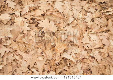 Autumn fallen leaves on the ground background