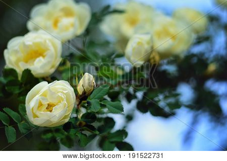 Blooming bush of a white rose. White rose background