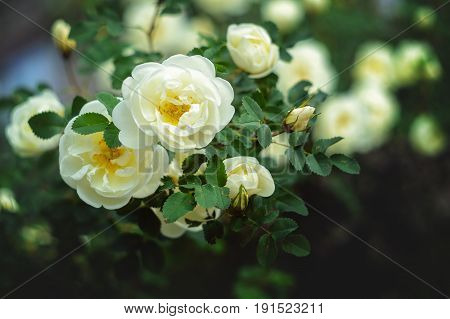 Blooming bush of a white rose. White rose background