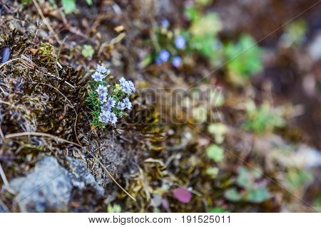 Close up photo of growing wild little purple flowers