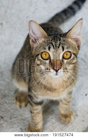 Young cat looks up at a camera.