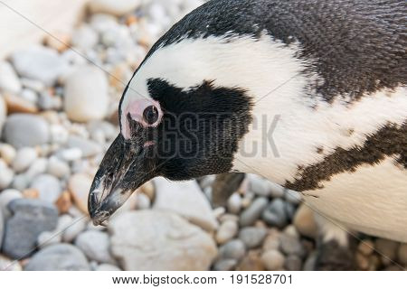 Close up of an African penguin in a penguin sanctuary in Gansbaai South Africa