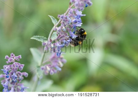 A White Tailed Bumble Bee On A Catmint Flower