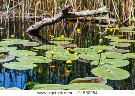Photo of beautiful Danube Delta specific vegetation