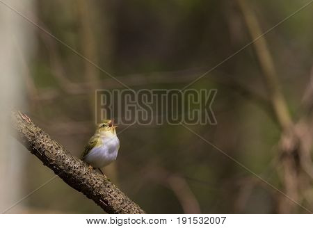Singing Willow warbler (Phylloscopus trochilus) in spring against fuzzy background, Bialowieza Forest, Poland, Europe