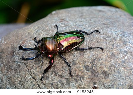 A shiny and colorful Rainbow stag beetle sits on a rock in  its environment.
