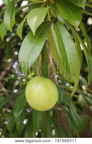 close up fresh green cerbera odollam fruit in nature garden