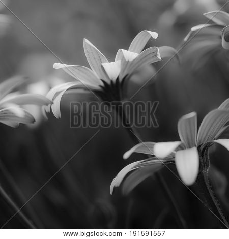 Beautiful Artistic Image Of African Daisy With Shallow Depth Of Field Macro In Black And White