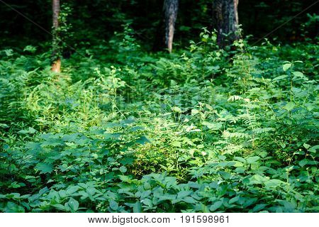 The Twigs Of Wild Plant Nettle Or Stinging Nettle Or Urtica Dioica In Summer