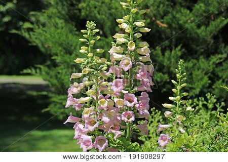 Tall Foxglove flowers starting to bloom look like bells.