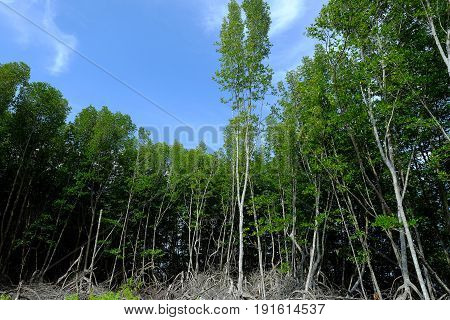 Mangrove swamp. Mangrove forests are a unique ecosystem generally found along sheltered coasts where they grow abundantly in saline soil and brackish water.