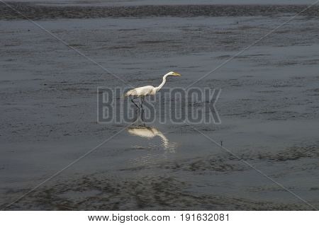 A White Heron searches for a meal in the Waters of the Bouge Sound in Salter PathNorth Carolina