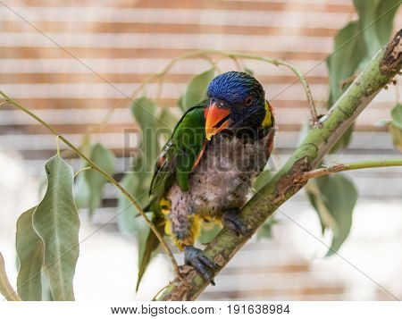 Parrot Lori - Loriinae - sits on a branch in an aviary for parrots at the Gan Guru Zoo in Kibbutz Nir David in Israel