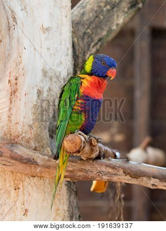 Parrot Lori - Loriinae - sits on a branch in an aviary for parrots at the Gan Guru Zoo in Kibbutz Nir David in Israel