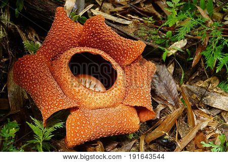 Rafflesia, the biggest flower in the world